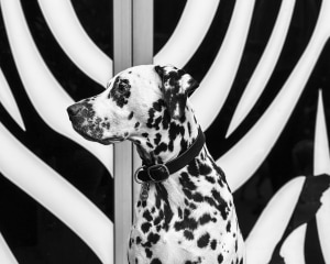 AP's free monthly photo comp 'Lines, shapes and patterns' - the winners!