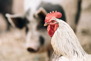 Speed, simplicity, and accuracy for salmonella testing