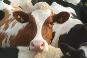 Victorian govt announces $55m for dairy research  