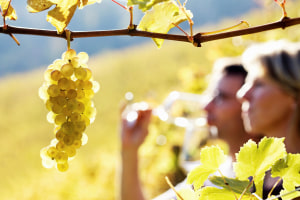 Wine Australia opens stakeholder survey