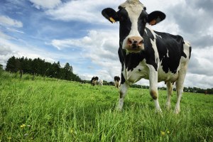 Rabobank: Dairy in 2024