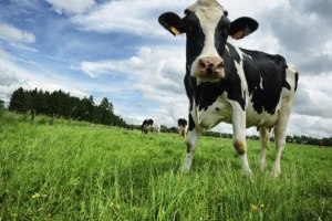 Former National Dairy Products director banned