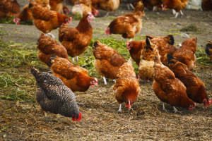 Chicken meat supply chain under scrutiny