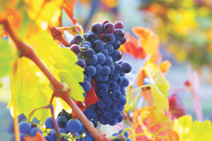 Consultation opens for Victoria&rsquo;s wine strategy