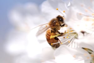 Video: Shoot macro in 10 minutes