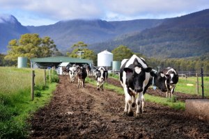 NSW DPI tool a &ldquo;world first&rdquo;