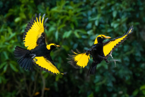 Wing tips: Photo tips for better bird shots (Part one)