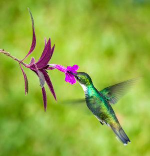 Wing tips: Photo tips for better bird shots (Part two)