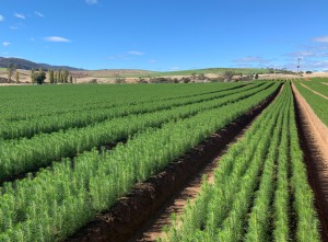 Tasmanian forestry industry gears up production