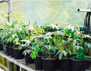 Growing red cedar: 30 year study