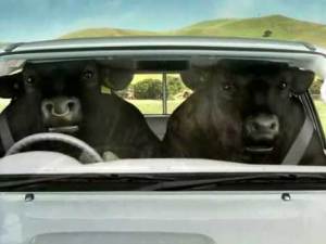 Toyota Hilux - in heat