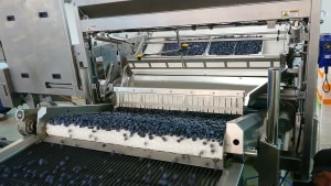 BBC boosts blueberry collection