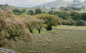 Treasury Wine releases latest sustainability strategy