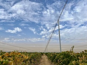 Treasury Wine Estates' latest sustainability milestones