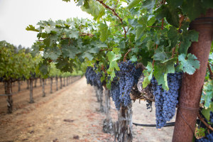 Treasury Wine makes $687.4m write-down on US business