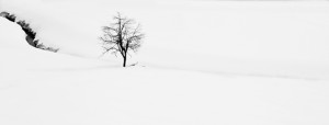 Bioplastic from trees? 