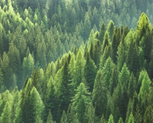 International Day of Forests: we need more trees