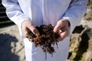 Uluu secures $2.1m to scale seaweed packaging