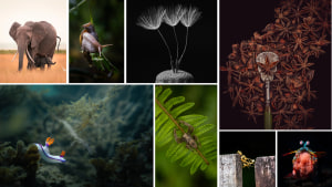 AP's free monthly photo comp September 2024: The winners!