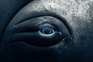 World Oceans Day photo competition announces winners