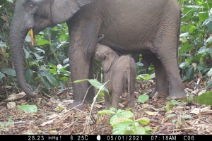 FSC-certified forests support biodiversity