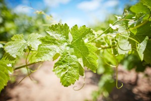 Aussie scientists boost wine sector sustainability