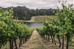 Wine exports increase 34% with China back online