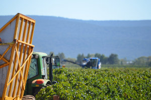 PSP Investments acquires 35 Casella vineyards