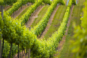 Uncertain future for Australian wine exports after strong 2024