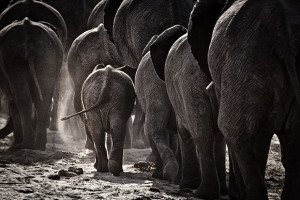 Behind the Lens: Photographing Elephants With Ben McRae