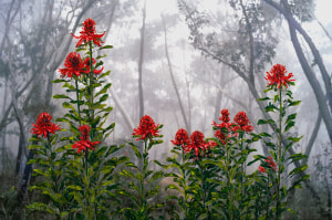 Big Tree Notes: Greg Weight's latest photography exhibition opens