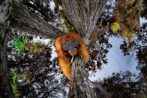 Winners of the Nature TTL Wildlife Photographer of the Year 2021