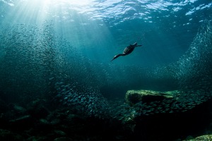 The stories behind the winning shots from the 2020 Audubon Photography Awards 