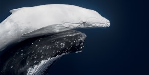 Queensland photographer takes top honours at World Nature Photography Awards 