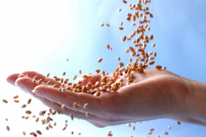 Food Frontier: Whole-of-government, all-protein-types food plan needed