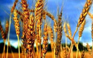 Foodbank puts Weet-Bix on the breakfast table
