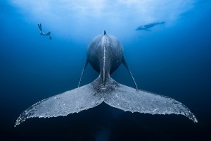 Winning images from the $100,000+ Annual Ocean Art Underwater Photo Contest