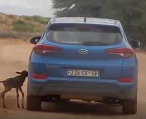 A new kind of animal planet
