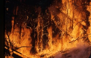 Roland DG schedules service runs to fire regions