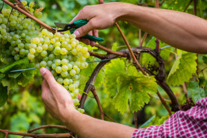 Australian Vintage looking to raise $20m