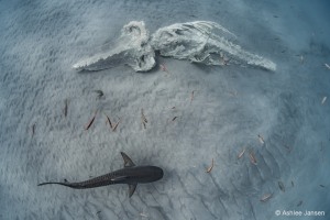 Australian Geographic Nature Photographer of the Year winners annonced