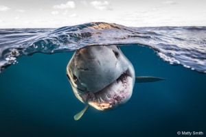 Finalists announced in Australian Geographic Nature Photographer of the Year 2022