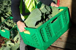 Pact and Woolies extend crate wash and pooling deal
