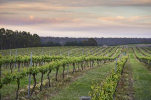 WA gov invests $6m into wine industry