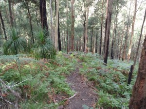 New MTB park announced for NSW