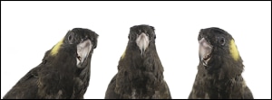 New exhibition celebrates Australia's unique parrot species
