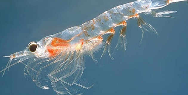 Aker BioMarine responds to krill oil availability reports
