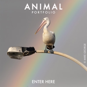 ANIMAL 2024