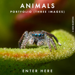 ANIMALS 2027