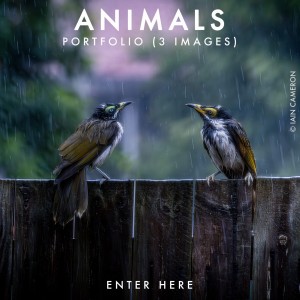 ANIMALS 2026